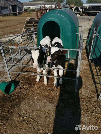 Отборные телята