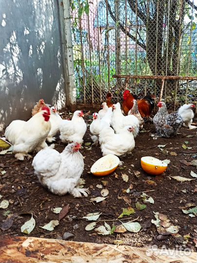 Карликовые кохинхины семья