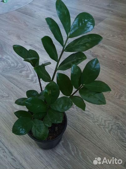 Замиокулькас