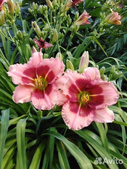 Лилейники, лилия (саранка) тигровая, ирисы