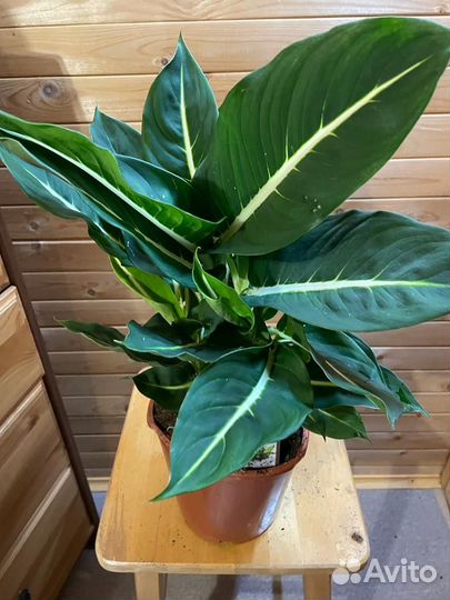 Диффенбахии D-17 H-70