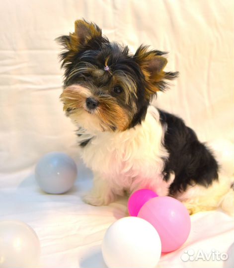 Щенок бивер йорка девочка
