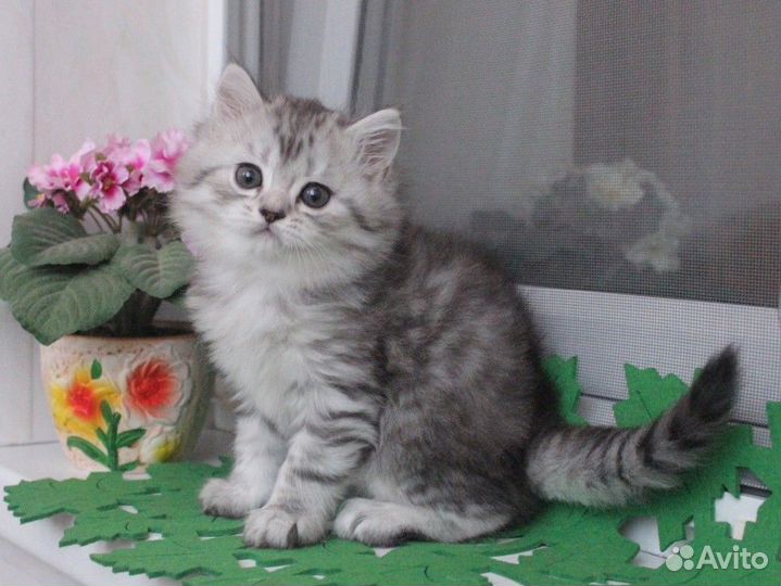 Сибирских малышей