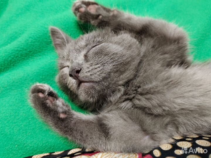 Котенок