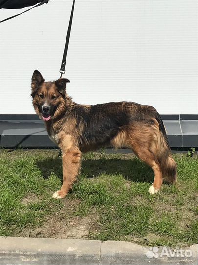 Собака в добрые руки