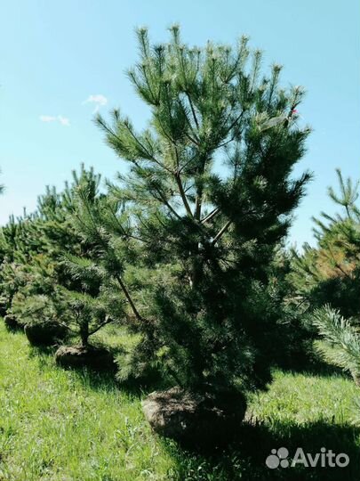 Норвежская сосна