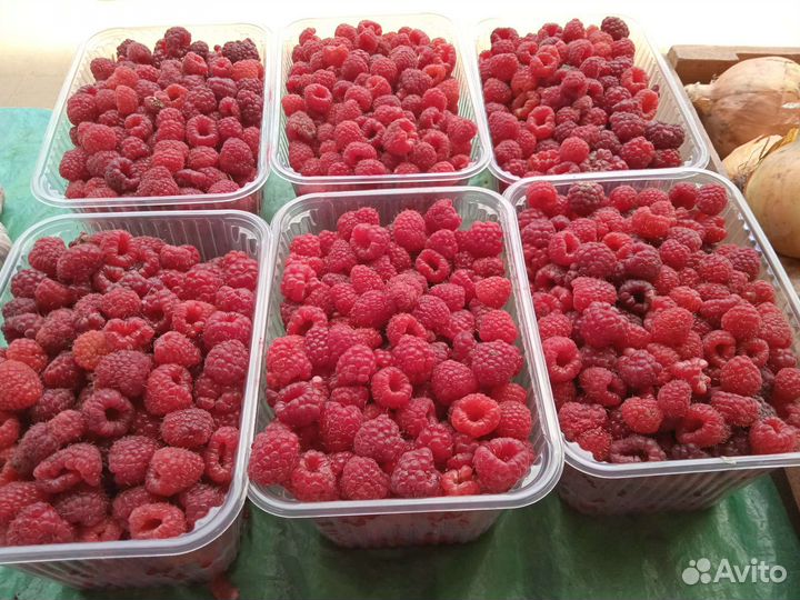 Малина домашняя