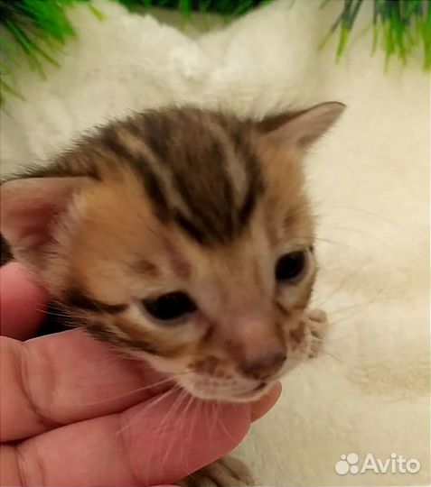 Бенгальские котята