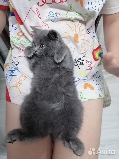 Котенок и Кошечка