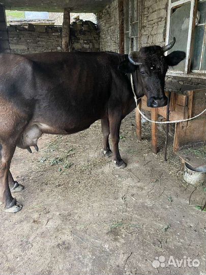 Корова дойная