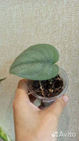 Эпипремнум (сциндапсус) часть 2