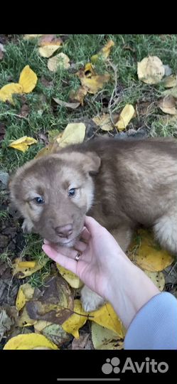 Щенки помесь с хаски в добрые руки