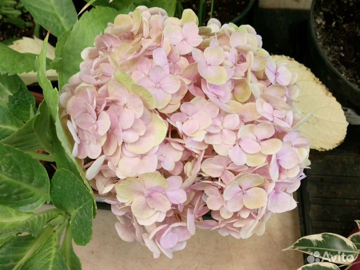 Гортензия саженцы малиновая и розовая