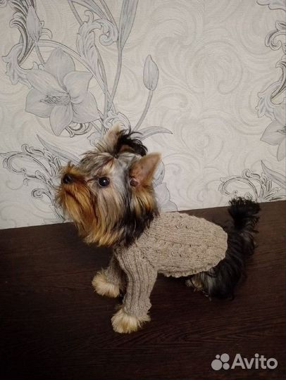 Йоркширский терьер