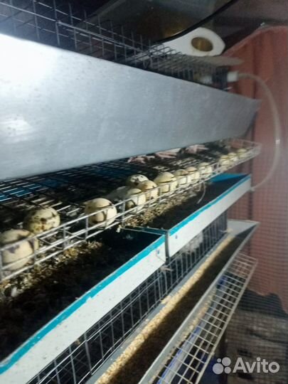 Перепелки несушки и самцы