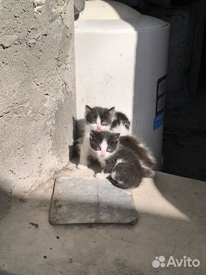 Отдам бесплатно в добрые руки, едят всё подряд