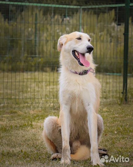 Собака в добрые руки