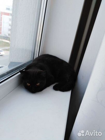 Кошечка бесплатно