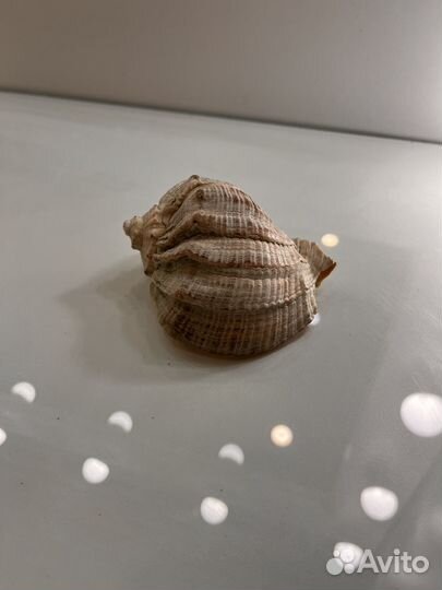 Набор морских ракушек