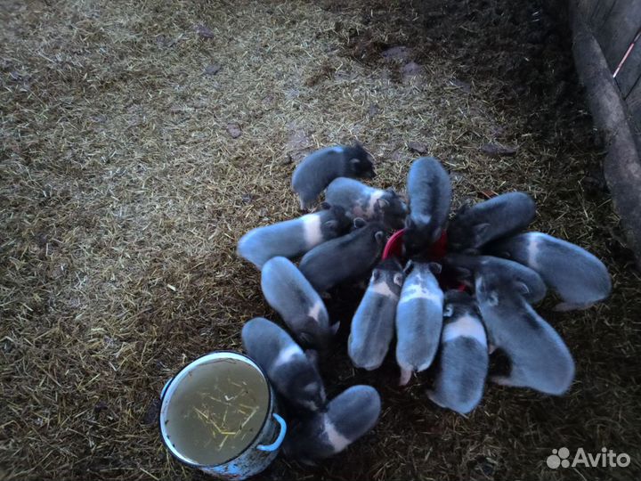 Вьетнамские вислобрюхие поросята