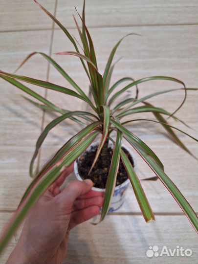 Драцена Маргината биколор