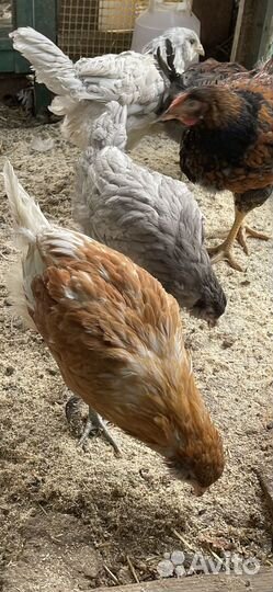 Куры чистопородные с цветным яйцом