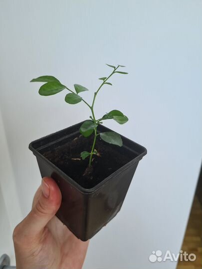 Комнатные цветы мурайя