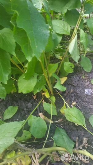 Саженцы жёлтой сливы