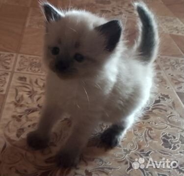 Котята отдам в добрые руки бесплатно