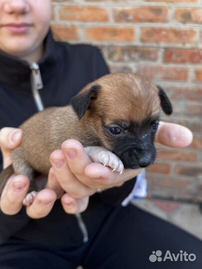 Двортерьер