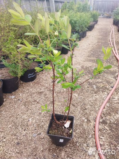 Продам саженцы жимолости