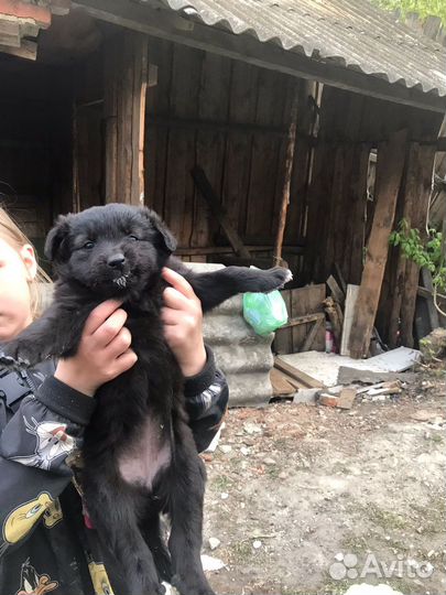 Щенки бесплатно