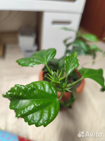 Гибискус китайский (домашняя роза)