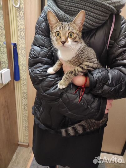 Нашли Кошечку подростка, ищем старых, новых хозяев