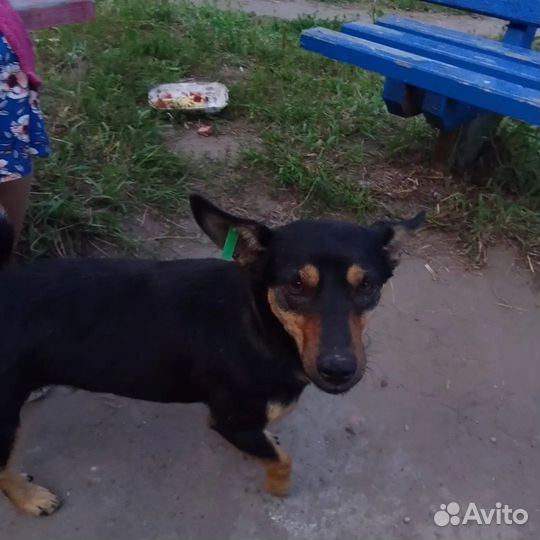 Собака в добрые руки