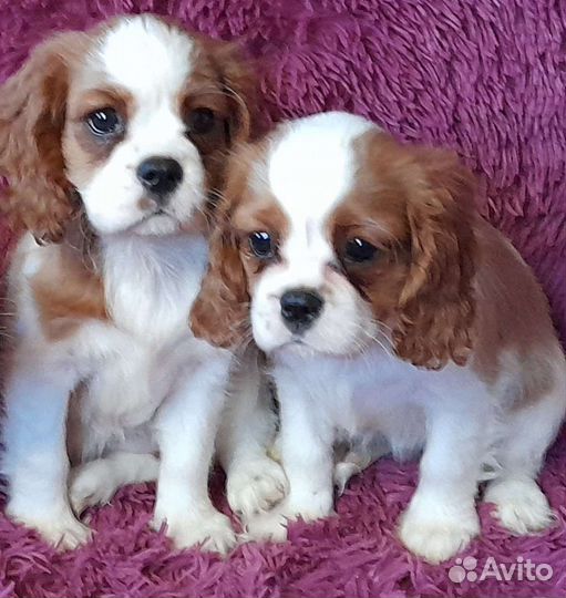 Кинг чарльз спаниель