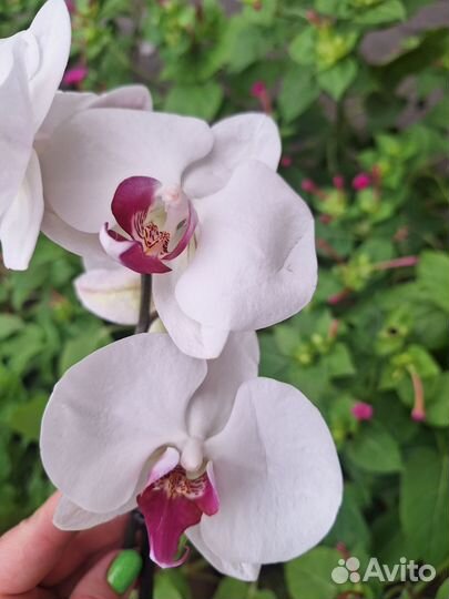 Сортовая Орхидея Фаленопсис - 7