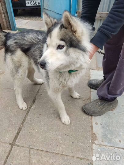 Хаски мальчик в добрые руки