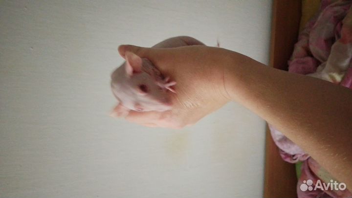 Крыса сфинкс