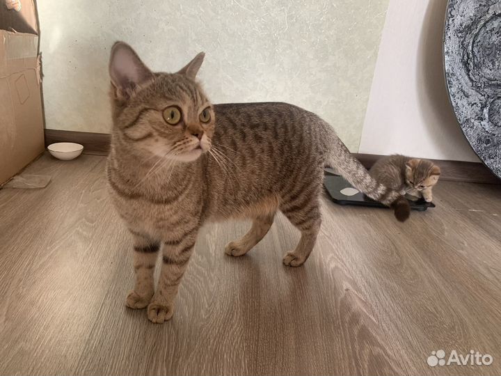 Шотландские котята