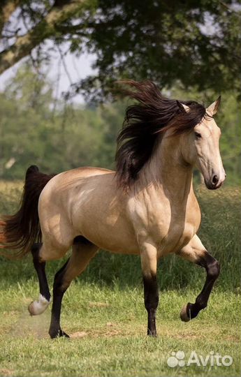 Конский навоз бесплатно