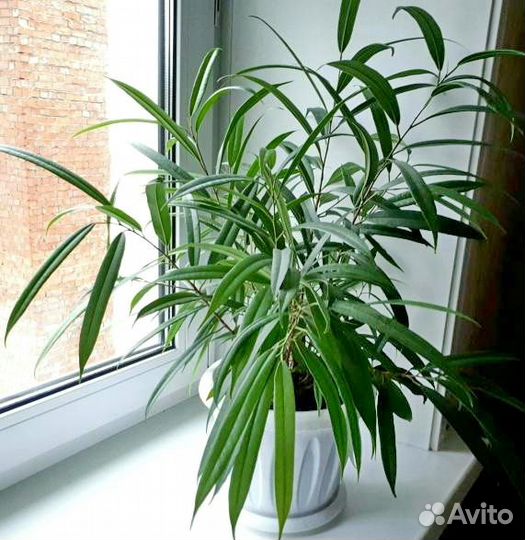 Фикусы разных видов