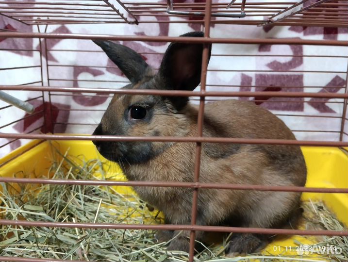 Декоративный кролик с клеткой