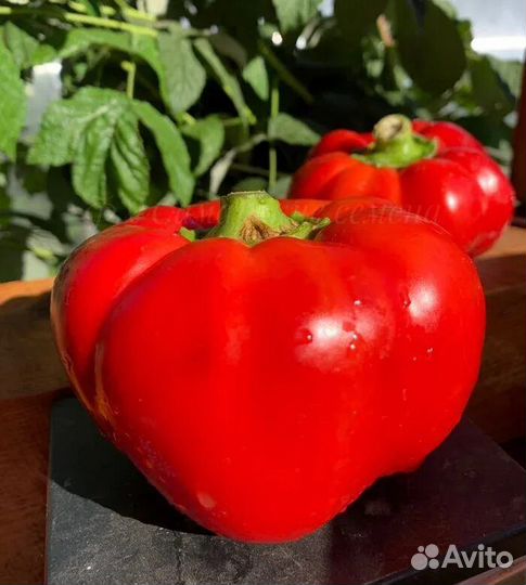 Рассада перца