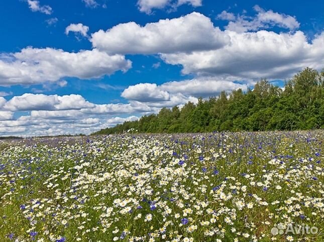 Мёд 24 года натуральный опт