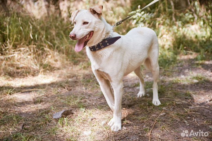 Пес Умка ищет добрых людей