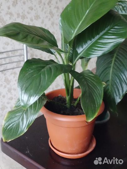 Каланхоэ,алоэ,зебрина,спатифиллум