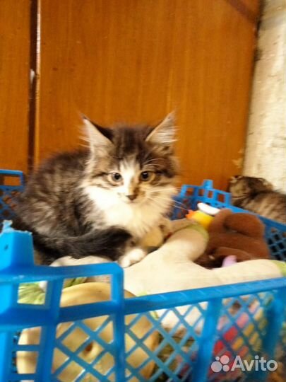 Котенок девочка 2 месяца