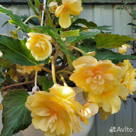 Бегония беллекония