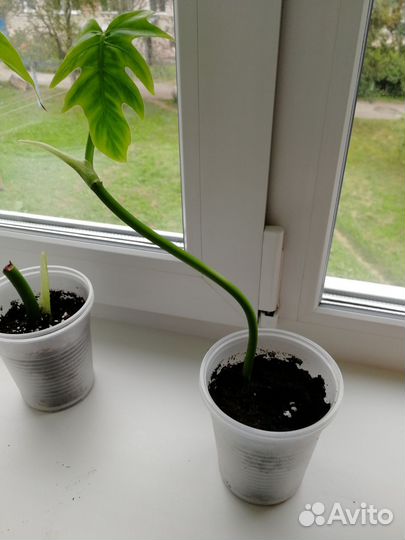 Филодендрон